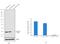 Ras Homolog Family Member A antibody, MA1-123, Invitrogen Antibodies, Western Blot image 