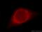 Thioredoxin Domain Containing 5 antibody, 19834-1-AP, Proteintech Group, Immunofluorescence image 