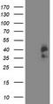 Cyclin Dependent Kinase 2 antibody, LS-C173070, Lifespan Biosciences, Western Blot image 