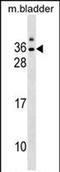 Gap Junction Protein Epsilon 1 antibody, PA5-72096, Invitrogen Antibodies, Western Blot image 