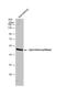 Spermine Synthase antibody, NBP2-20470, Novus Biologicals, Western Blot image 