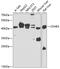 Complement Factor H Related 3 antibody, 23-176, ProSci, Western Blot image 