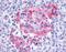 Frizzled Class Receptor 8 antibody, NLS4766, Novus Biologicals, Immunohistochemistry frozen image 