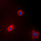 Eukaryotic Translation Elongation Factor 2 antibody, LS-C353967, Lifespan Biosciences, Immunofluorescence image 