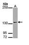 Activator Of Transcription And Developmental Regulator AUTS2 antibody, orb69859, Biorbyt, Western Blot image 