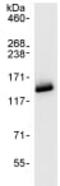 Kinesin Family Member 11 antibody, ab72413, Abcam, Immunoprecipitation image 