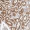 Interleukin 22 Receptor Subunit Alpha 2 antibody, NBP1-85455, Novus Biologicals, Immunohistochemistry frozen image 