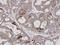 E74 Like ETS Transcription Factor 3 antibody, GTX100250, GeneTex, Immunohistochemistry paraffin image 