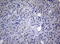 RAB3A, Member RAS Oncogene Family antibody, LS-C794995, Lifespan Biosciences, Immunohistochemistry paraffin image 