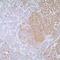 Proopiomelanocortin antibody, TA327603, Origene, Immunohistochemistry frozen image 
