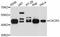 C-X-C Motif Chemokine Receptor 3 antibody, GTX33131, GeneTex, Western Blot image 