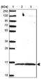 Family With Sequence Similarity 32 Member A antibody, NBP2-30704, Novus Biologicals, Western Blot image 