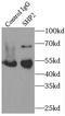 Protein Tyrosine Phosphatase Non-Receptor Type 11 antibody, FNab07854, FineTest, Immunoprecipitation image 