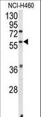 Estrogen Related Receptor Beta antibody, LS-C167834, Lifespan Biosciences, Western Blot image 