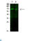 Forkhead Box O3 antibody, LS-C813364, Lifespan Biosciences, Western Blot image 
