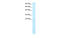 SP140 Nuclear Body Protein antibody, MBS835436, MyBioSource, Western Blot image 