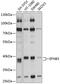 Ephrin B3 antibody, 18-869, ProSci, Western Blot image 