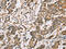 Carbonyl Reductase 1 antibody, CSB-PA232262, Cusabio, Immunohistochemistry frozen image 