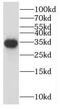 Left-Right Determination Factor 2 antibody, FNab04746, FineTest, Western Blot image 