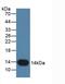 Stefin-B antibody, abx131842, Abbexa, Western Blot image 