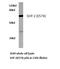 Protein Tyrosine Phosphatase Non-Receptor Type 11 antibody, LS-C176568, Lifespan Biosciences, Western Blot image 