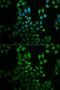 Glycosylphosphatidylinositol Specific Phospholipase D1 antibody, GTX33227, GeneTex, Immunofluorescence image 