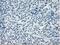 Crystallin Alpha B antibody, NBP2-70454, Novus Biologicals, Immunohistochemistry paraffin image 