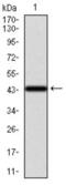 Keratin 13 antibody, abx011779, Abbexa, Western Blot image 