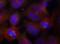Synaptotagmin 2 antibody, MBS128311, MyBioSource, Immunofluorescence image 