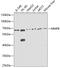 Neutrophil collagenase antibody, 18-416, ProSci, Western Blot image 