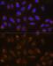 Protein O-Fucosyltransferase 2 antibody, GTX64979, GeneTex, Immunocytochemistry image 