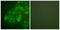 Gap Junction Protein Alpha 1 antibody, LS-B7595, Lifespan Biosciences, Immunofluorescence image 