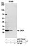 ER Membrane Protein Complex Subunit 4 antibody, A305-752A-M, Bethyl Labs, Immunoprecipitation image 