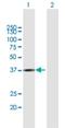 RNA Pseudouridine Synthase D3 antibody, H00285367-B01P, Novus Biologicals, Western Blot image 