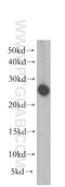 Glutathione S-transferase alpha-3 antibody, 16703-1-AP, Proteintech Group, Western Blot image 