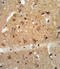 Glial Cell Derived Neurotrophic Factor antibody, LS-C166432, Lifespan Biosciences, Immunohistochemistry frozen image 