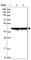 Alpha And Gamma Adaptin Binding Protein antibody, HPA040174, Atlas Antibodies, Western Blot image 