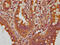 Copine 3 antibody, CSB-PA005902LA01HU, Cusabio, Immunohistochemistry frozen image 