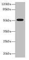 Tubulin Beta 1 Class VI antibody, CSB-PA867148LA01HU, Cusabio, Western Blot image 