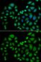 Chloride Intracellular Channel 1 antibody, GTX53972, GeneTex, Immunofluorescence image 