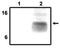 Dap12 antibody, PA1-31292, Invitrogen Antibodies, Western Blot image 