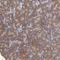 Ribosomal Protein S24 antibody, NBP1-80803, Novus Biologicals, Immunohistochemistry paraffin image 