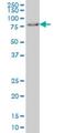 Glucocorticoid Modulatory Element Binding Protein 1 antibody, H00010691-M01, Novus Biologicals, Western Blot image 