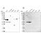 RNA Polymerase II Subunit C antibody, NBP1-80817, Novus Biologicals, Western Blot image 