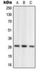 Neural retina-specific leucine zipper protein antibody, LS-C352594, Lifespan Biosciences, Western Blot image 