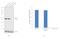 Serine Palmitoyltransferase Long Chain Base Subunit 2 antibody, PA5-21142, Invitrogen Antibodies, Western Blot image 