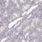 Unc-13 Homolog D antibody, HPA067117, Atlas Antibodies, Immunohistochemistry frozen image 
