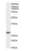 Defective In Cullin Neddylation 1 Domain Containing 1 antibody, orb403008, Biorbyt, Immunohistochemistry paraffin image 