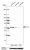 Syntaxin 17 antibody, HPA001204, Atlas Antibodies, Western Blot image 