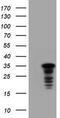 Jun Proto-Oncogene, AP-1 Transcription Factor Subunit antibody, TA800593AM, Origene, Western Blot image 